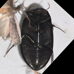 Hydrobiomorpha casta