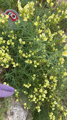 Linaria vulgaris