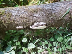 Fomitopsis ochracea