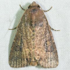 Condica