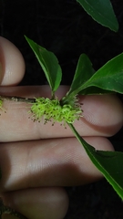 Forestiera ligustrina