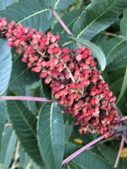 Rhus glabra