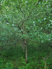 Crataegus crus-galli