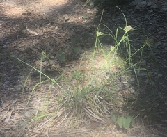 Cyperus eragrostis