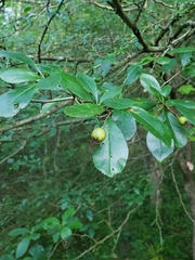 Crataegus crus-galli