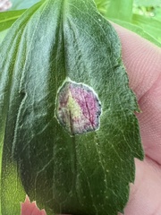 Botryosphaeria dothidea