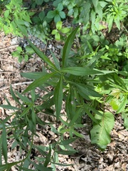 Botryosphaeria dothidea