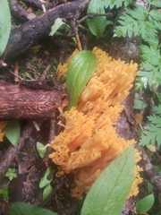 Ramaria
