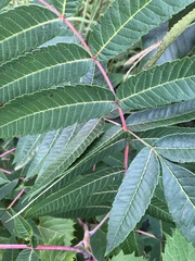 Rhus glabra