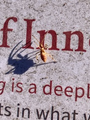 Leptoglossus occidentalis