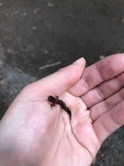 Plethodon cinereus image
