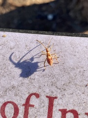 Leptoglossus occidentalis
