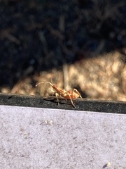 Leptoglossus occidentalis