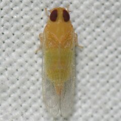 Haplaxius