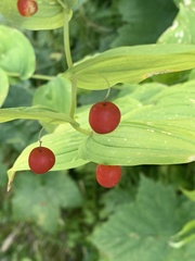 Streptopus amplexifolius