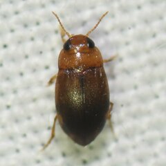Bidessonotus