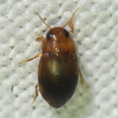 Bidessonotus