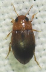 Bidessonotus