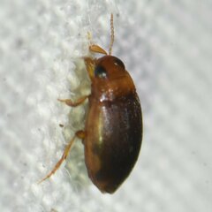 Bidessonotus