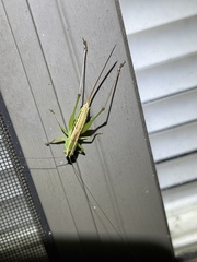 Conocephalus strictus