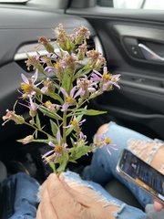 Eucephalus engelmannii