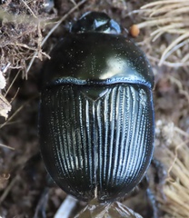 Geotrupes