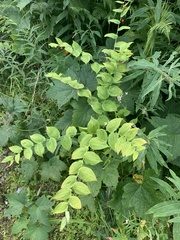 Streptopus amplexifolius