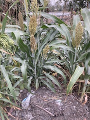 Sorghum bicolor