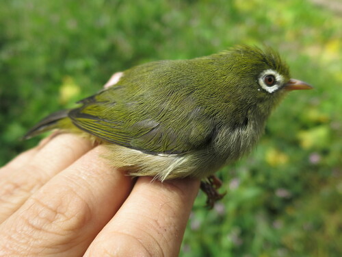 Sao Tome White-eye (Zosterops feae)