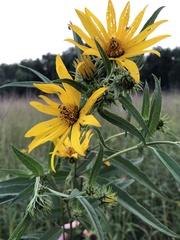 Helianthus grosseserratus