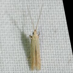 Coleophora