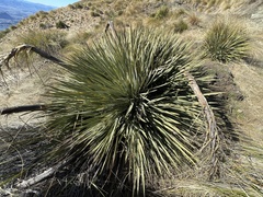 Aciphylla