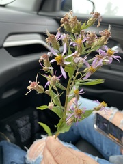 Eucephalus engelmannii