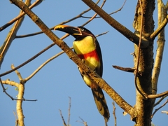 Pteroglossus castanotis