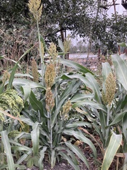Sorghum bicolor