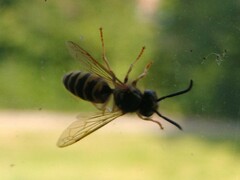Vespula vulgaris