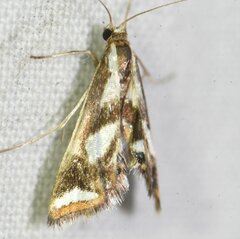 Chrysendeton