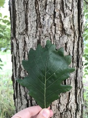 Quercus bicolor