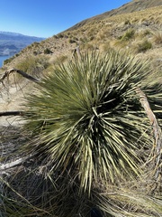 Aciphylla