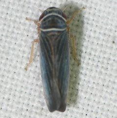 Tylozygus bifidus