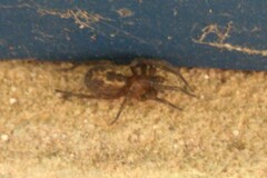 Amaurobius