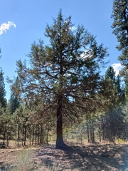 Juniperus occidentalis