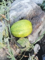 Cucumis melo
