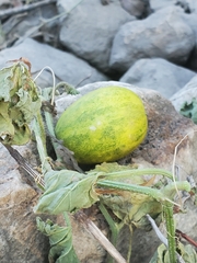Cucumis melo