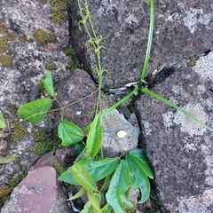 Dolichandra unguis-cati