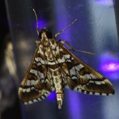 Epipagis forsythae