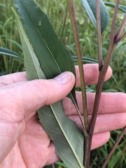 Helianthus grosseserratus
