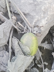 Cucumis melo