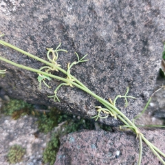 Dolichandra unguis-cati