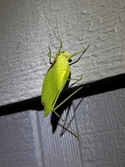 Amblycorypha oblongifolia